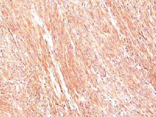 ANO1 Antibody