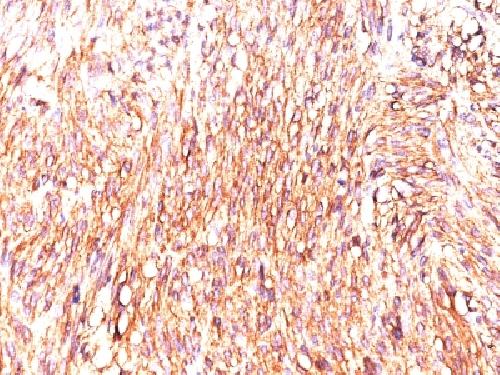 ANO1 Antibody
