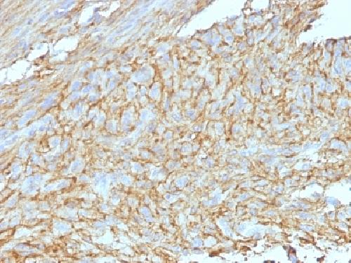 ANO1 Antibody