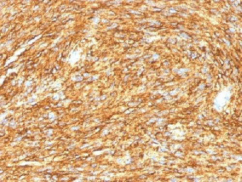 ANO1 Antibody