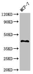 TMEM173 Antibody