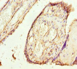 TMEM43 Antibody