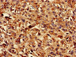 TMEM43 Antibody