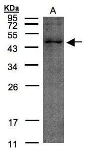 PDE4B Rabbit Polyclonal Antibody