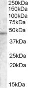 TMPRSS3 Antibody