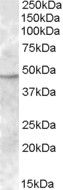 TMPRSS4 Antibody