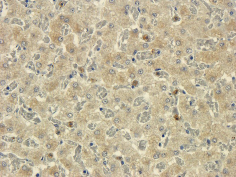 TNF alpha Rabbit Polyclonal Antibody