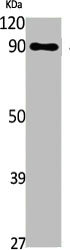 TNFAIP3 Antibody