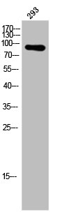 TNFAIP3 Antibody
