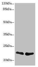 TNFAIP8 Antibody