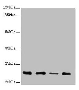 TNFAIP8 Antibody