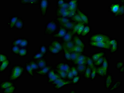 TNFAIP8L1 Antibody