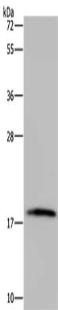 TNFRSF13C Antibody