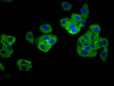 TNFRSF18 Antibody