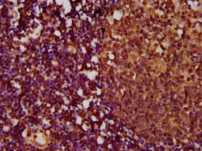 TNFRSF18 Antibody