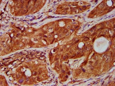 TNFRSF18 Antibody