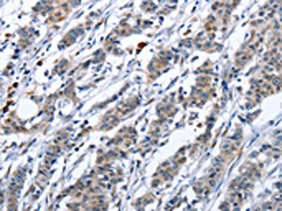 TNFRSF9 Antibody