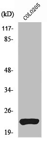 TNFSF15 Antibody