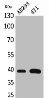 TNNT2 Antibody