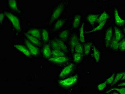 TNP1 Antibody
