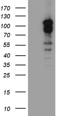 TOMM40L Antibody