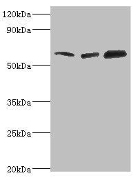 TOMM70 Antibody