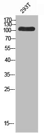 TOP3A Antibody