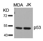 TP53 Antibody