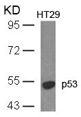 TP53 Antibody