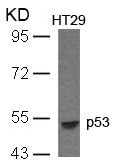 TP53 Antibody
