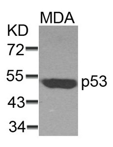 TP53 Antibody