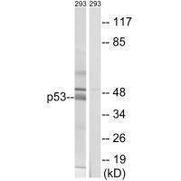 TP53 Antibody