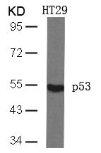 TP53 Antibody