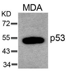 TP53 Antibody
