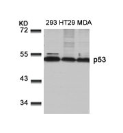 TP53 Antibody