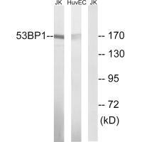 TP53BP1 Antibody