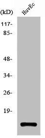 TP53I11 Antibody