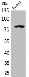 TP73 Antibody