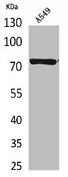 TP73 Antibody
