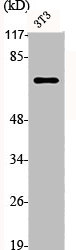 TP73 Antibody