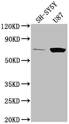 TP73 Antibody