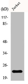 TPD52L2 Antibody