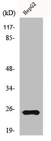 TPT1 Antibody