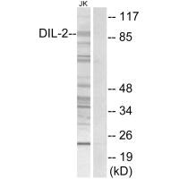 TPX2 Antibody