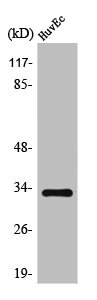 TRA2A Antibody