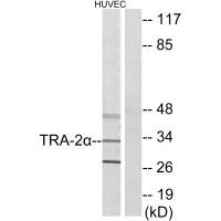 TRA2A Antibody