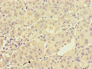 TRAF2 Antibody
