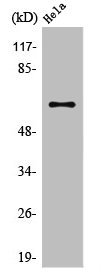 TRAF3 Antibody