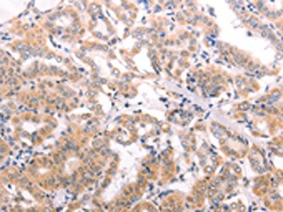 TRAF3IP1 Antibody