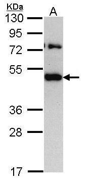 TRAM1 Rabbit Polyclonal Antibody